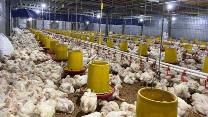 6 Ide Bisnis Peternakan Cepat Panen dan Untung Banyak