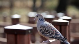 birds 7860314 1280