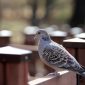 birds 7860314 1280