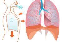 lungs 41562 1280
