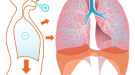 lungs 41562 1280