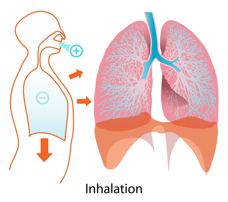 lungs 41562 1280