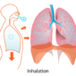 lungs 41562 1280