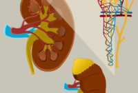 kidney 5919647 1280