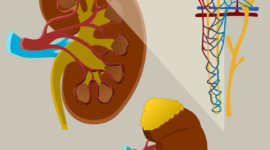 kidney 5919647 1280