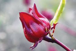 images 1 1